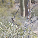Curve-billed Thrasher