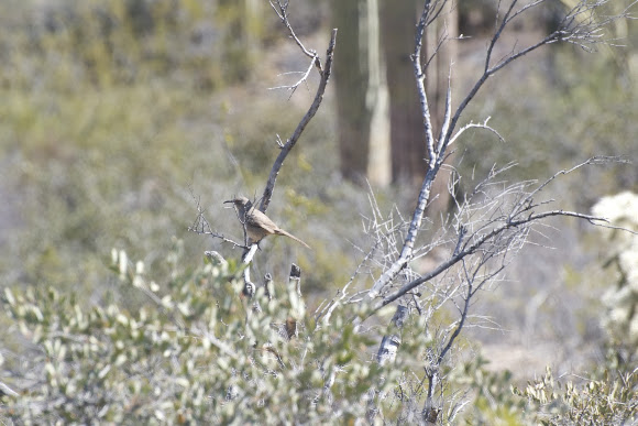Spotting Image 1