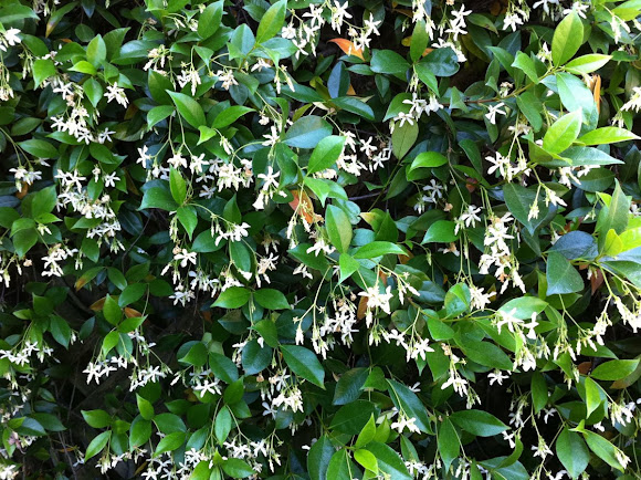 Spotting Image 1