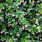 Jasmine