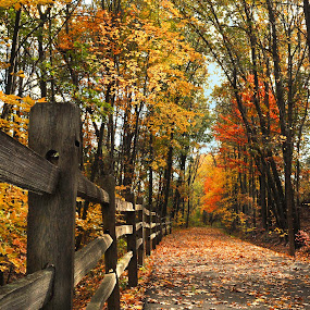 A Country Way by Corinne Noon - Landscapes Forests ( nature, autumn, path, forest, landscape )