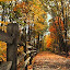 A Country Way by Corinne Noon - Landscapes Forests ( nature, autumn, path, forest, landscape )