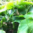 Green Dragon or Dragon Tail
