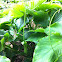 Green Dragon or Dragon Tail