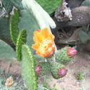 Prickly Pear Cactus