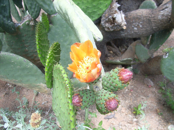 Spotting Image 1