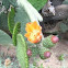 Prickly Pear Cactus