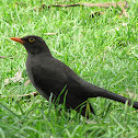 Great Thrush / Mirla de páramo
