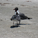 Laughing Gull