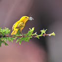 Yellow Warbler