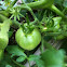 Cherokee purple tomato