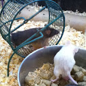 Mice