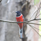 Malabar Trogon