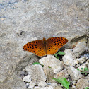 Fritillary