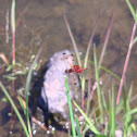 Calico Pennant