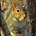 Eastern Gray Squirrel