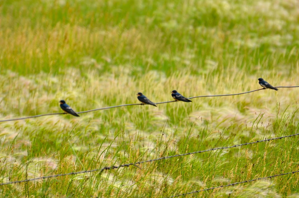 Barn Swallows
