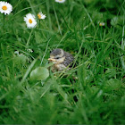Blue Tit baby