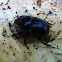 earth-boring dung/scarab beetles