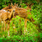 Chital