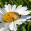 skipper