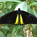 Yellow Birdwing