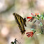 Two Tailed Swallowtail