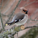Bohemian Waxwing
