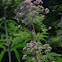 Joe-Pye-Weed