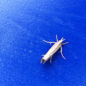 Snout moth