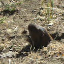 Botta's Pocket Gopher