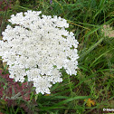 Queen Anne’s lace