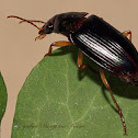 Ground Beetle