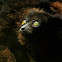 Indri