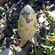 Desert Shaggy Mane (Mature)