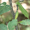 Milkvine