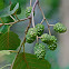 Yellow Birch Tree