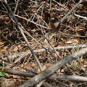 American Lady Butterfly