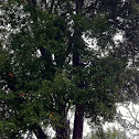 Oak