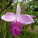Bamboo orchid
