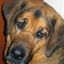 Dog: bloodhound/lab mix.