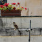 Lesser Kestrel