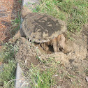 Common Snapping Turtle