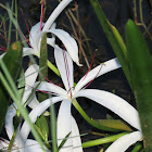 Seven sisters (string lily)