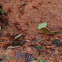 Leaf-Cutter Ants
