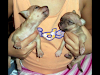 Vendo Hermosos Cachorros Chihuahuas