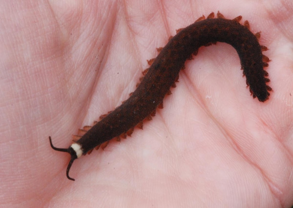 Velvet worm