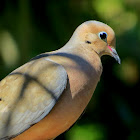 Mourning Dove