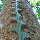 Fish Bone Cactus