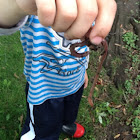 Worm